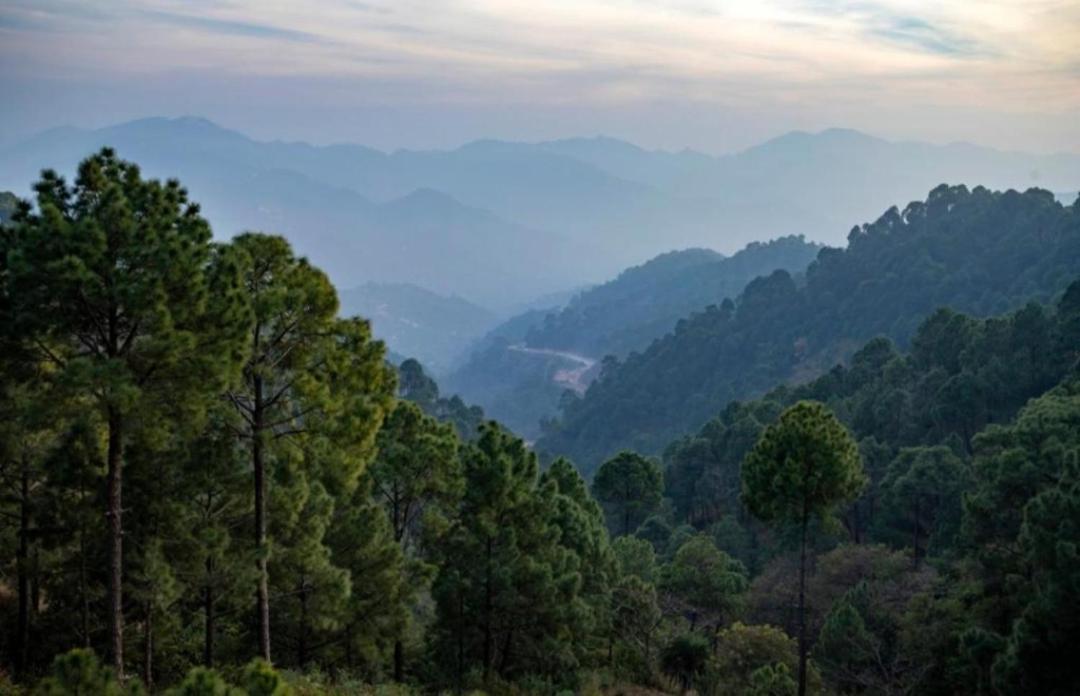 Mystic Forest View Kasauli I Serviced Villa I Best Seller I Vacations I Family Events I Open Air Lawn I Sky Bonfire I Kasauli By Exotic Stays Exterior photo